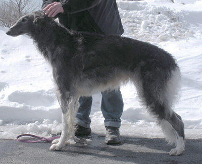 Top AKC Lure Courser 2010